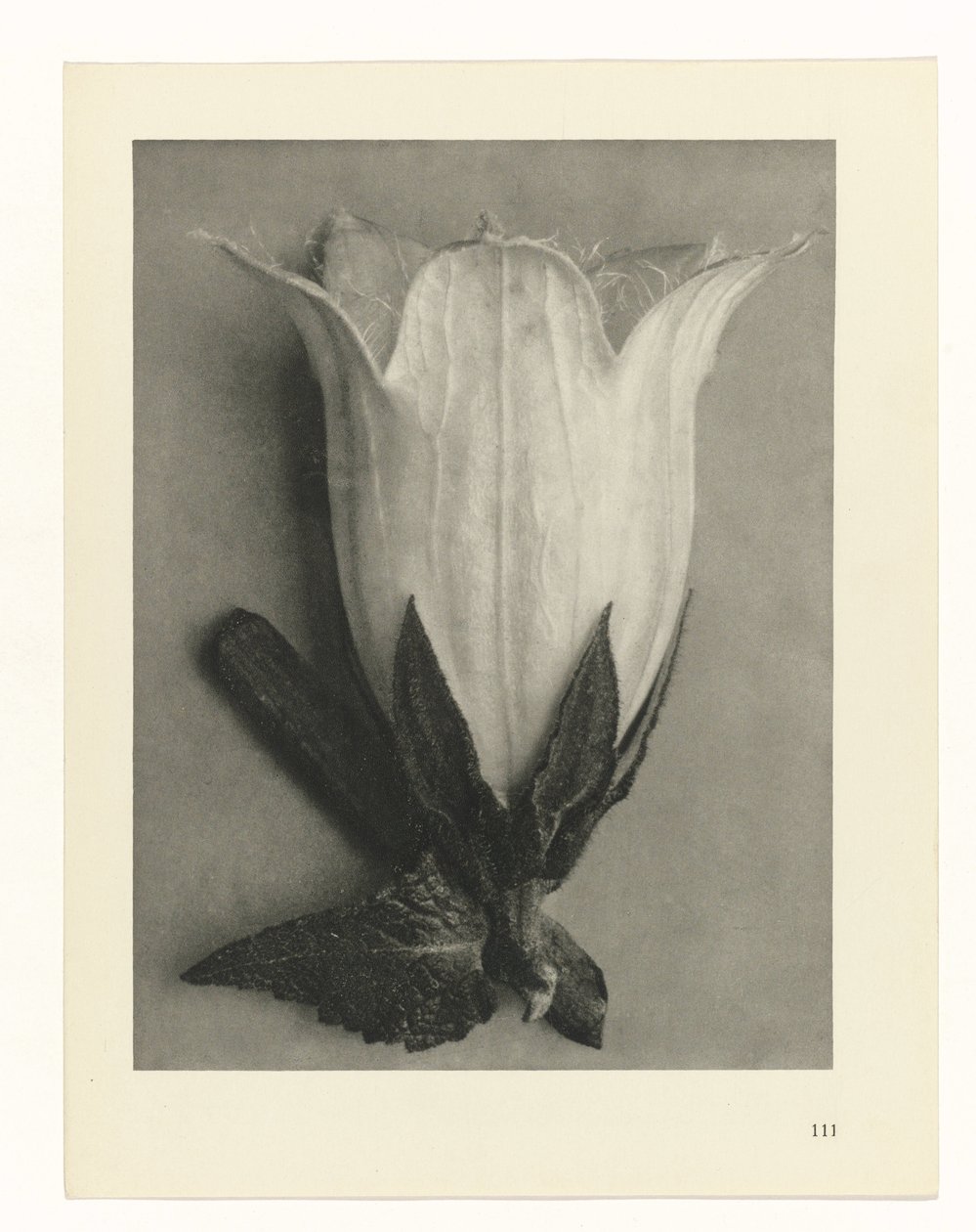 Bitki Çalışmaları Sanatın arketipleri: bitkilerin fotoğrafik görüntüleri (seri başlığı) by Karl Blossfeldt