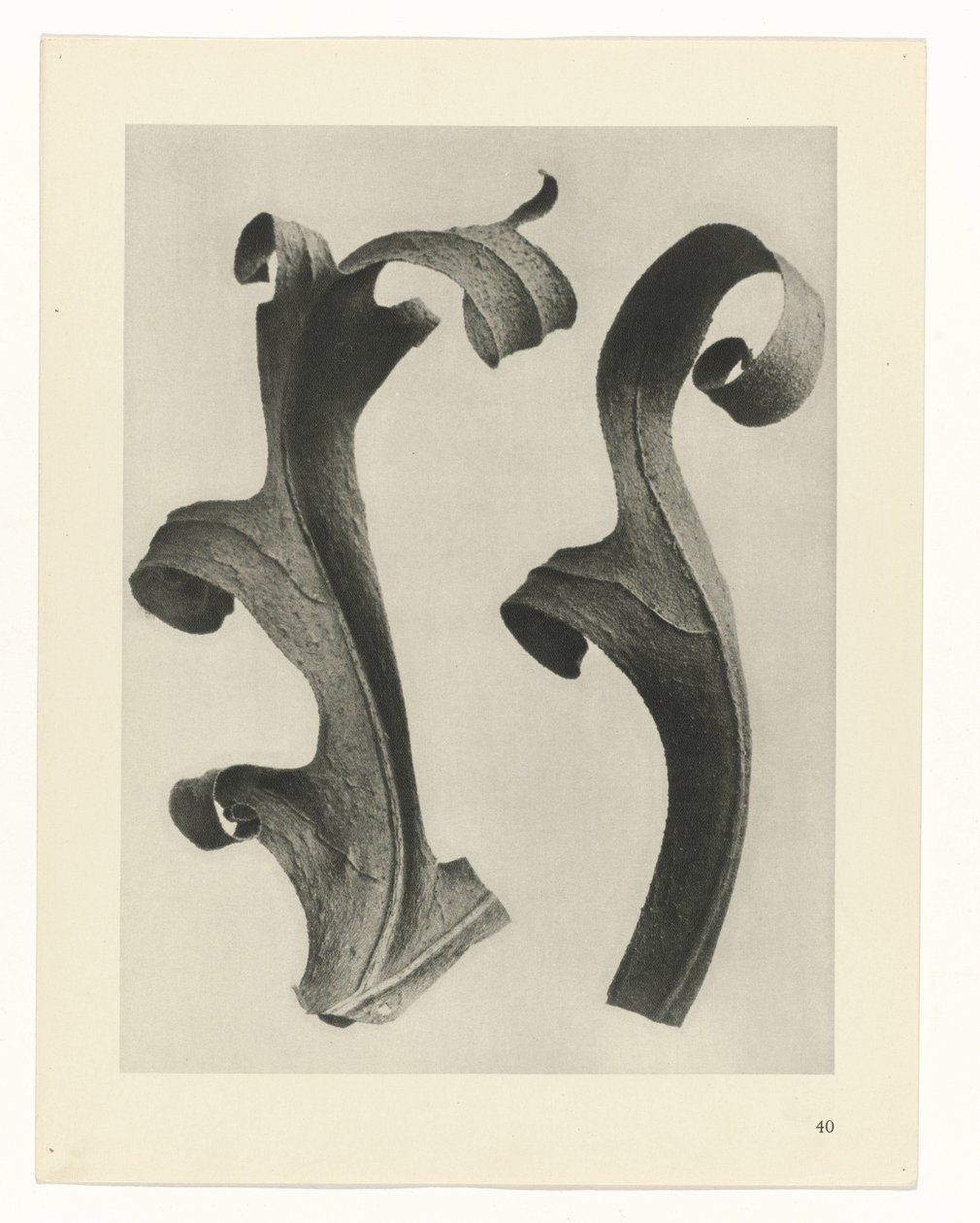 Bitki Çalışmaları Sanatın arketipleri: bitkilerin fotoğrafik görüntüleri (seri başlığı) by Karl Blossfeldt