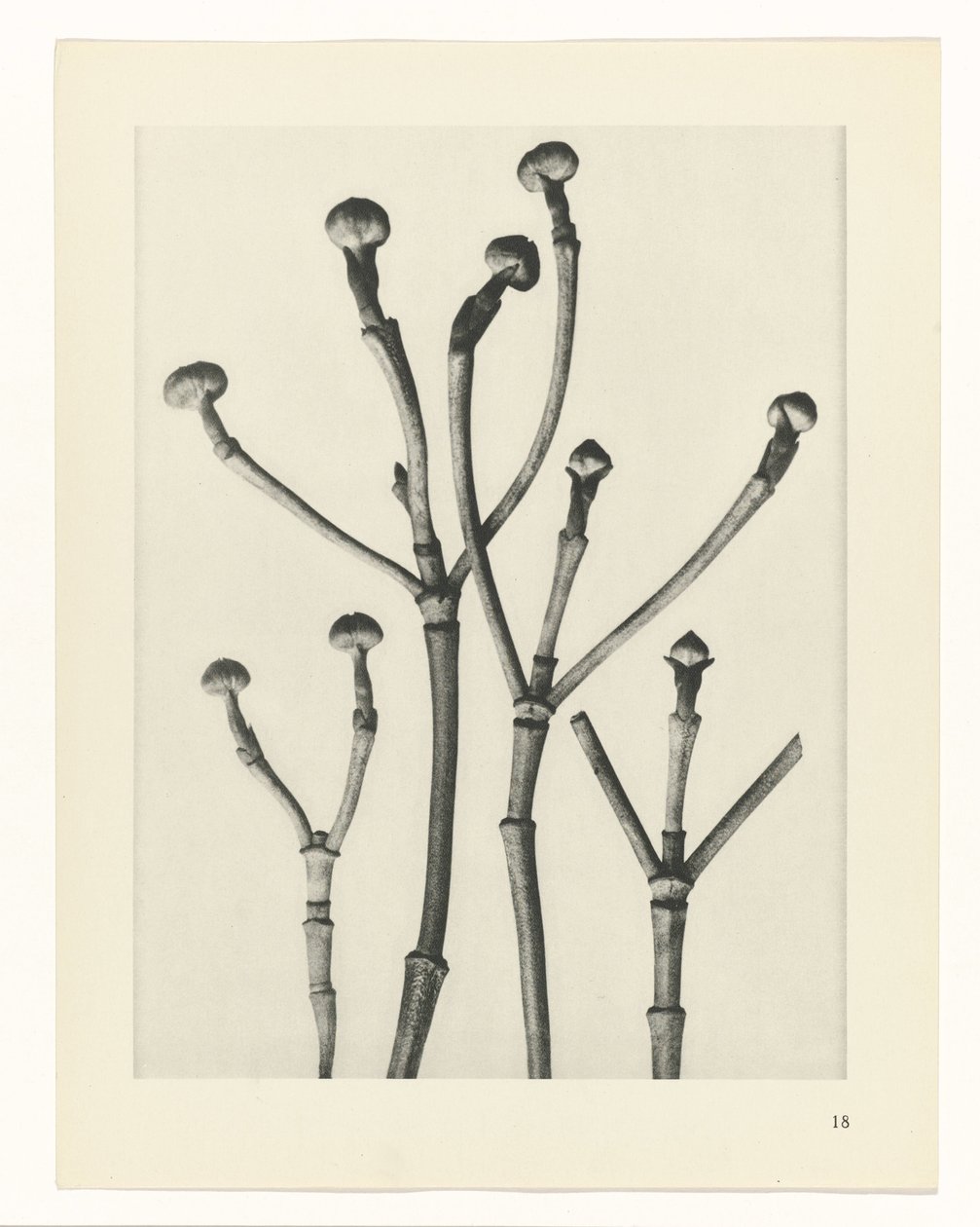 Bitki Çalışmaları Sanatın arketipleri: bitkilerin fotoğrafik görüntüleri (seri başlığı) by Karl Blossfeldt