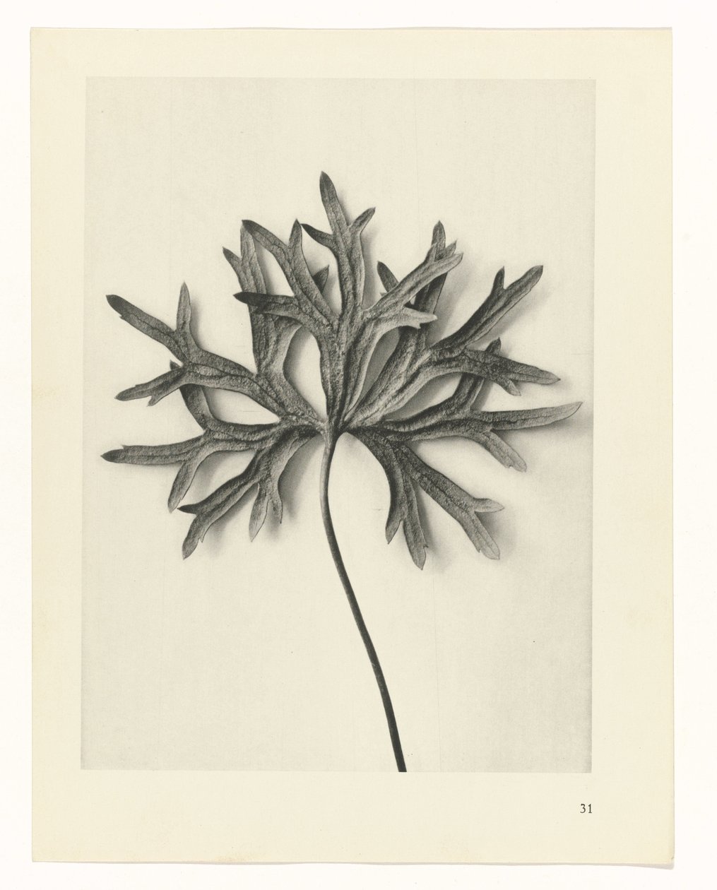Bitki Çalışmaları Sanatın arketipleri: bitkilerin fotoğrafik görüntüleri (seri başlığı) by Karl Blossfeldt