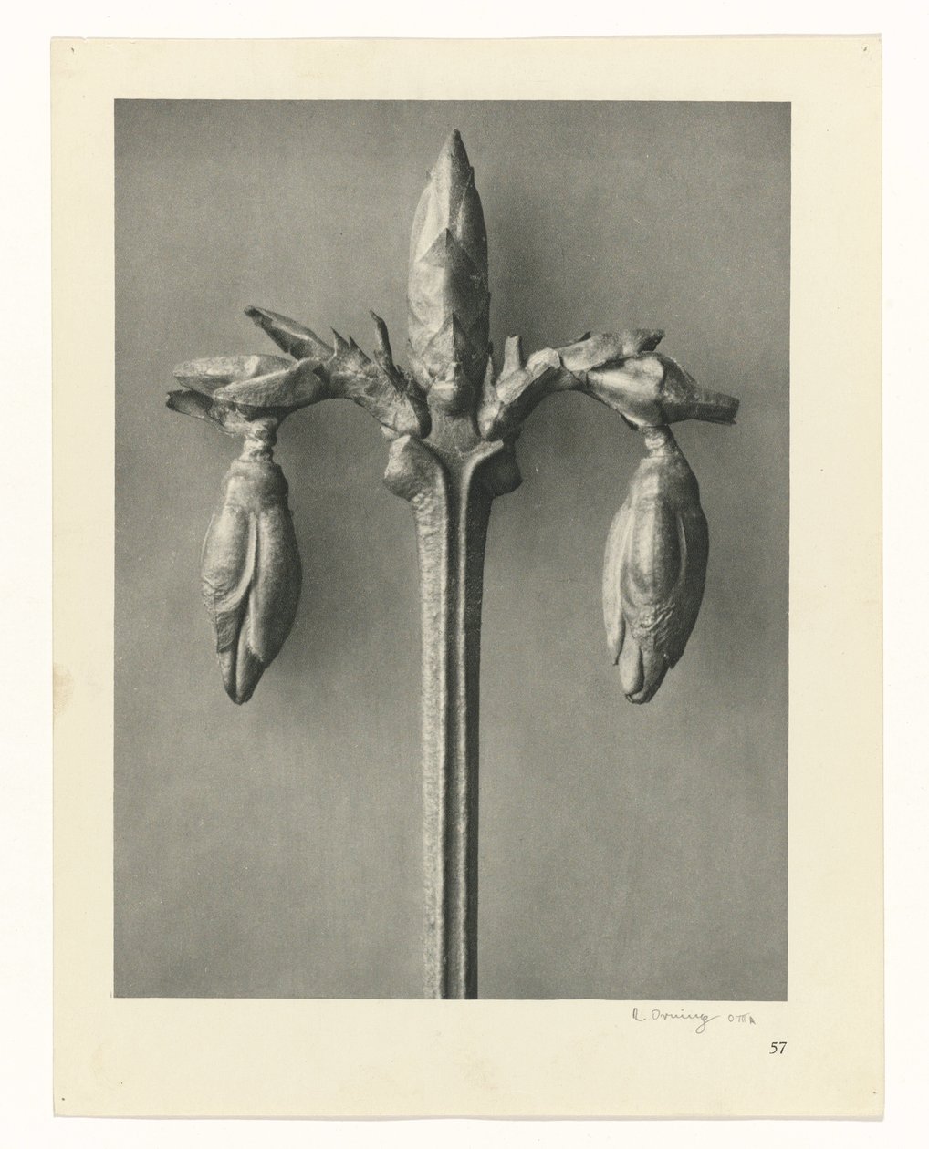 Bitki Çalışmaları Sanatın arketipleri: bitkilerin fotoğrafik görüntüleri (seri başlığı) by Karl Blossfeldt