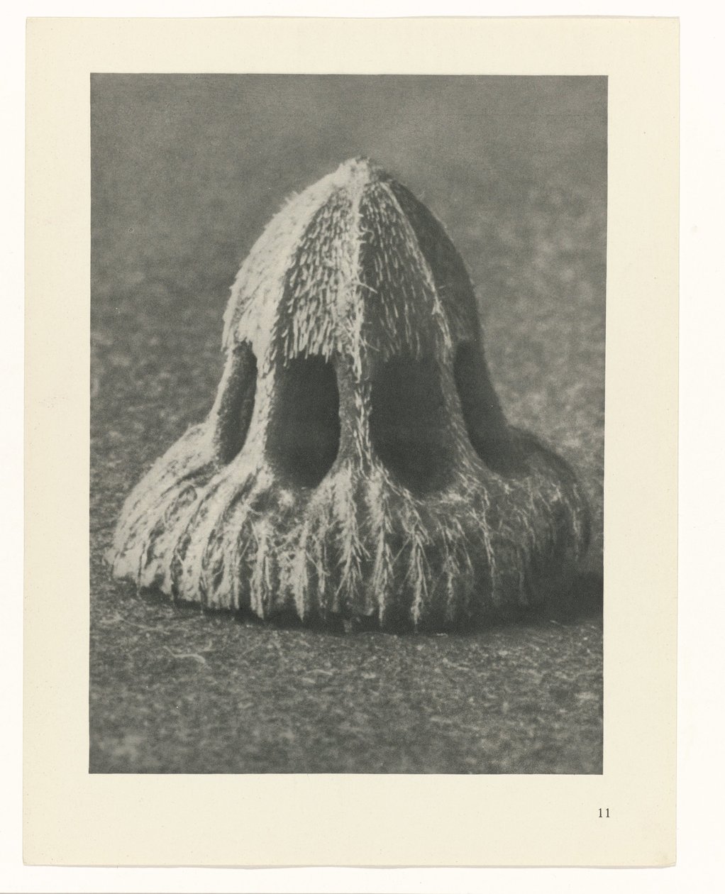 Bitki Çalışmaları Sanatın arketipleri: bitkilerin fotoğrafik görüntüleri (seri başlığı) by Karl Blossfeldt