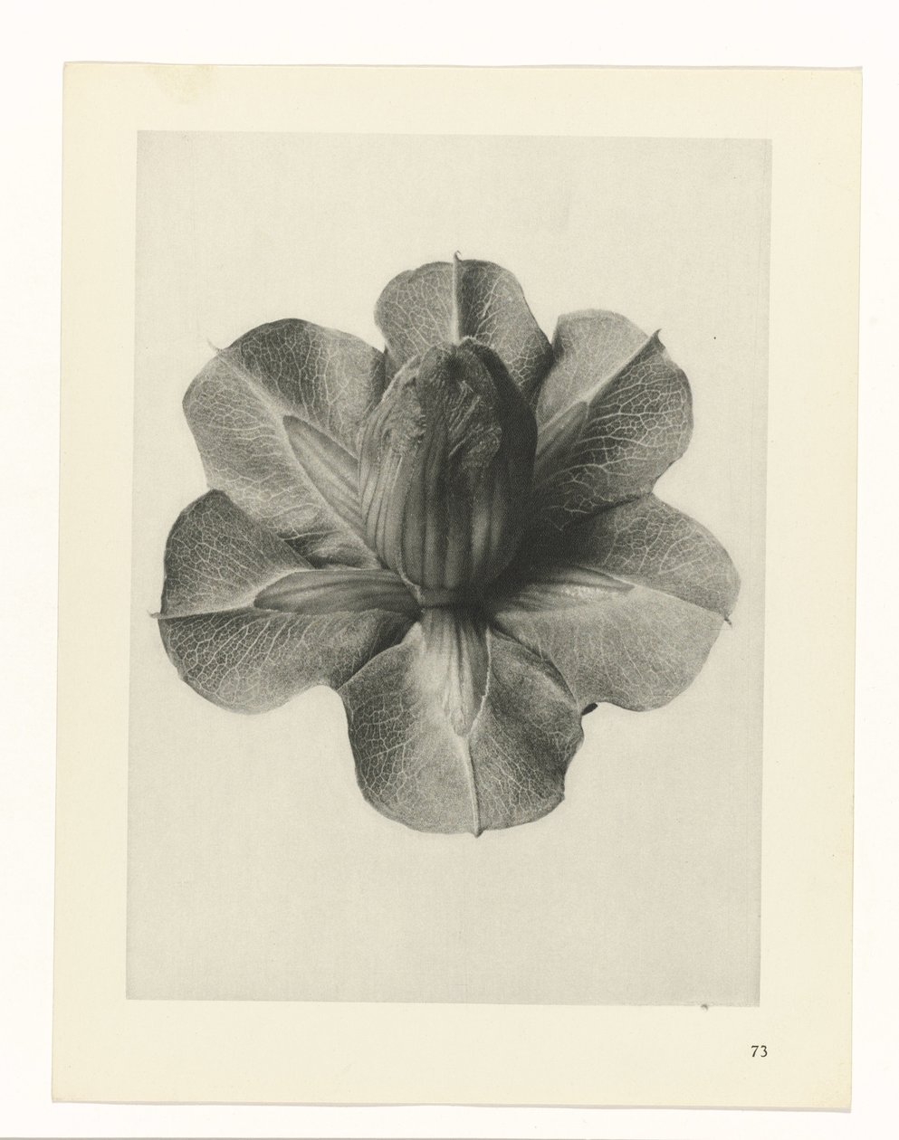 Bitki Çalışmaları Sanatın arketipleri: bitkilerin fotoğrafik görüntüleri (seri başlığı) by Karl Blossfeldt