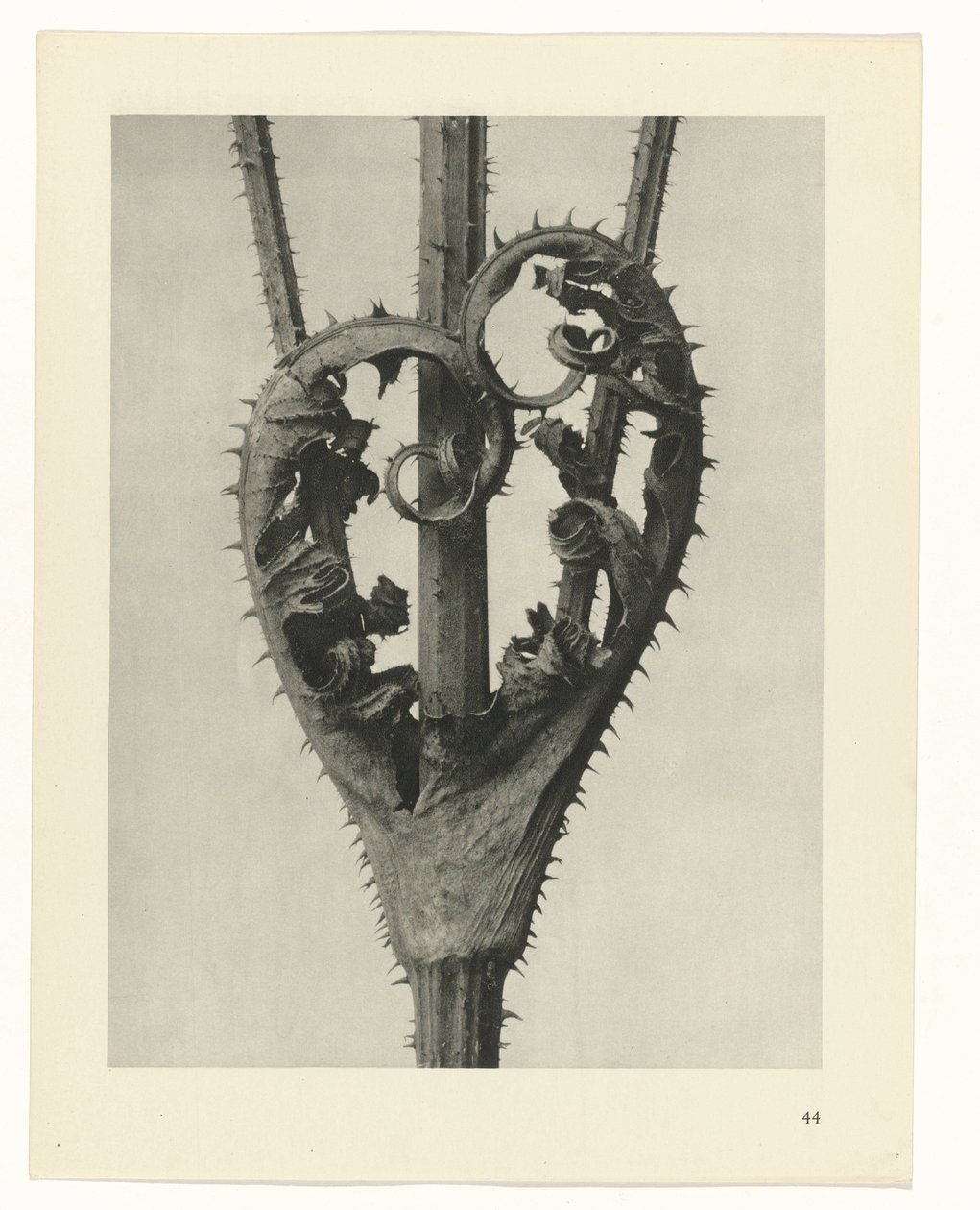 Bitki Çalışmaları Sanatın arketipleri: bitkilerin fotoğrafik görüntüleri (seri başlığı) by Karl Blossfeldt