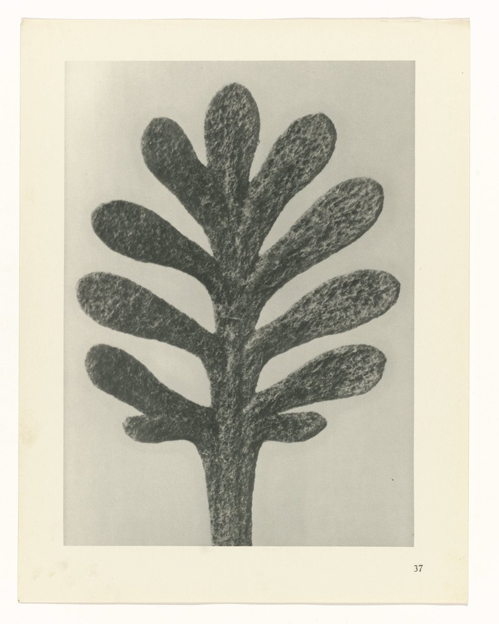 Bitki Çalışmaları Sanatın arketipleri: bitkilerin fotoğrafik görüntüleri (seri başlığı) by Karl Blossfeldt