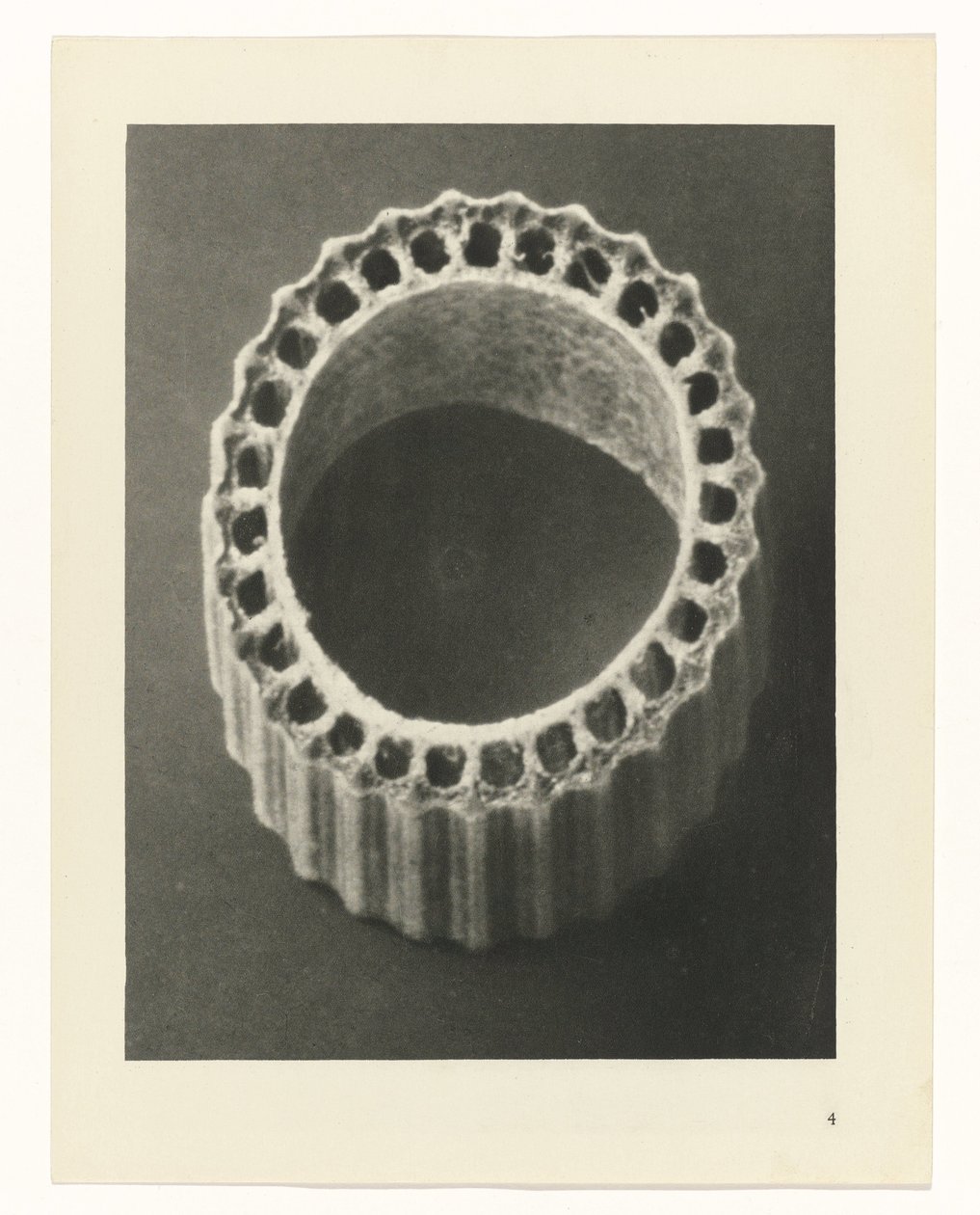 Bitki Çalışmaları Sanatın arketipleri: bitkilerin fotoğrafik görüntüleri (seri başlığı) by Karl Blossfeldt