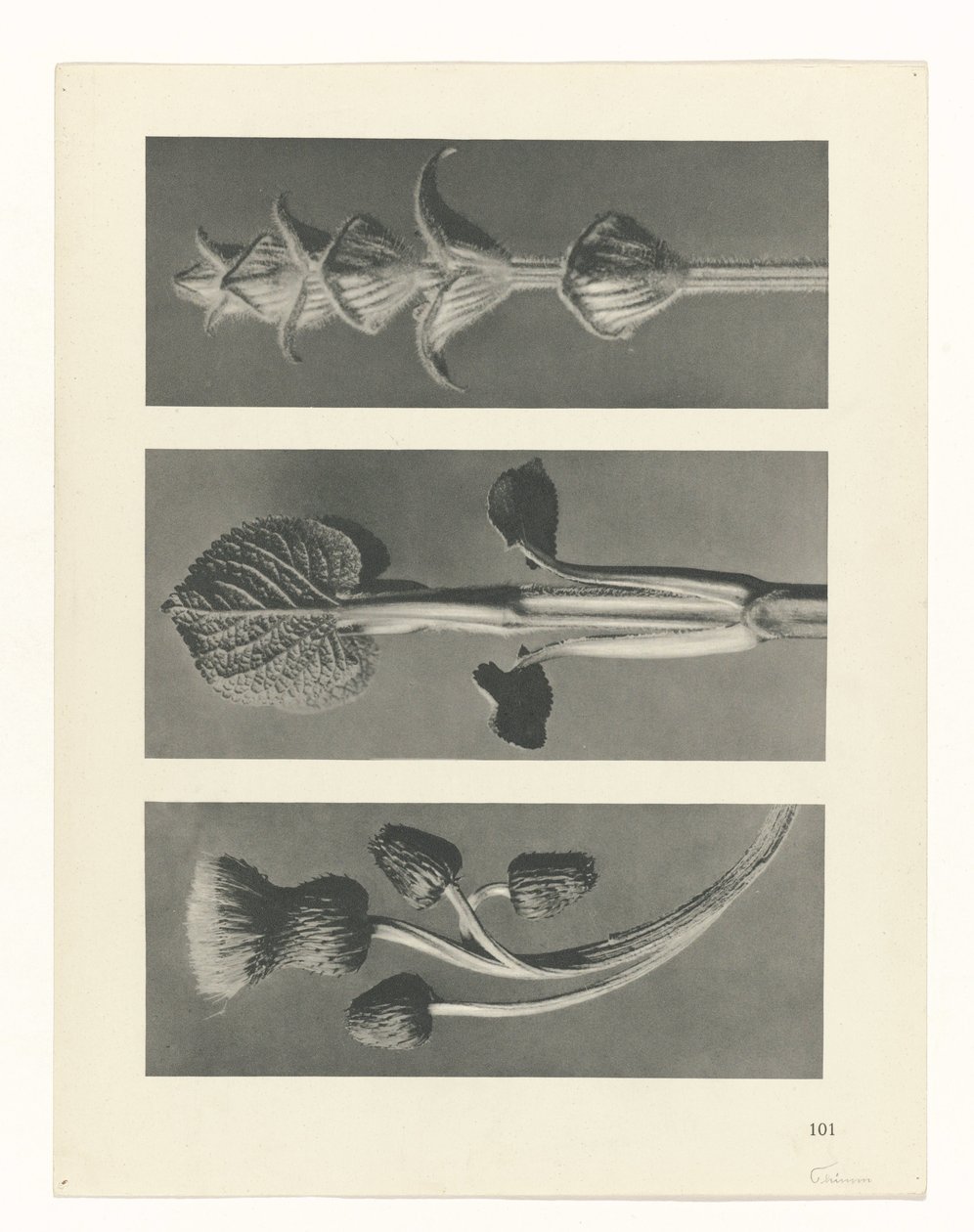 plan çalışması Sanat Arketipleri (dizi başlığı) by Karl Blossfeldt
