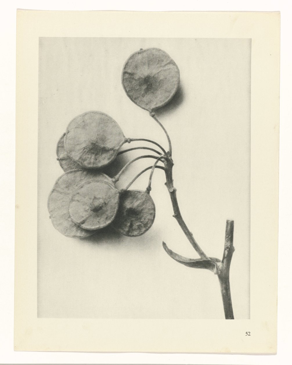 plan çalışması Sanat Arketipleri (dizi başlığı) by Karl Blossfeldt
