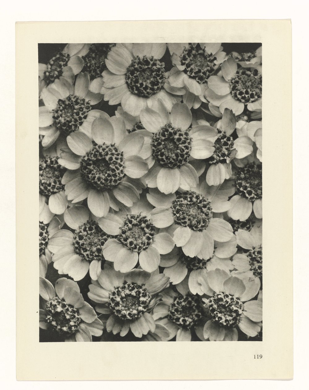 plan çalışması Sanat Arketipleri (dizi başlığı) by Karl Blossfeldt