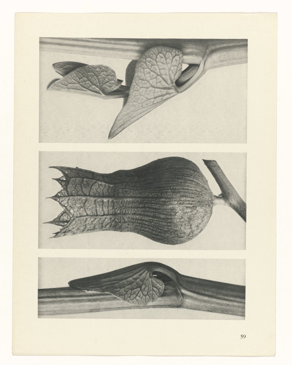 plan çalışması Sanat Arketipleri (dizi başlığı) by Karl Blossfeldt