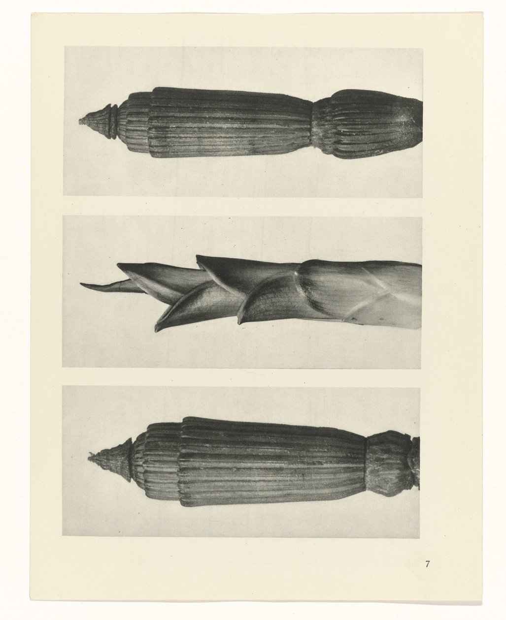 plan çalışması Sanat Arketipleri (dizi başlığı) by Karl Blossfeldt