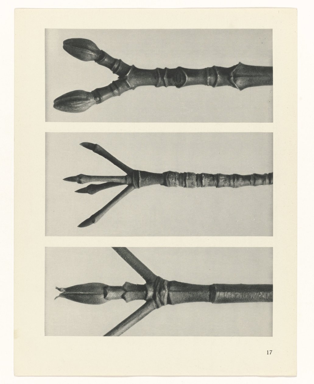 plan çalışması Sanat Arketipleri (dizi başlığı) by Karl Blossfeldt