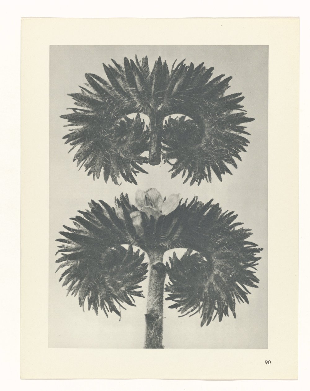 plan çalışması Sanat Arketipleri (dizi başlığı) by Karl Blossfeldt