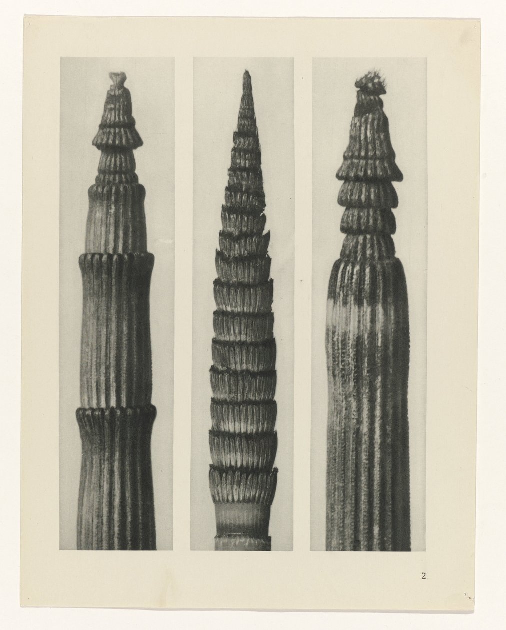 plan çalışması Sanat Arketipleri (dizi başlığı) by Karl Blossfeldt