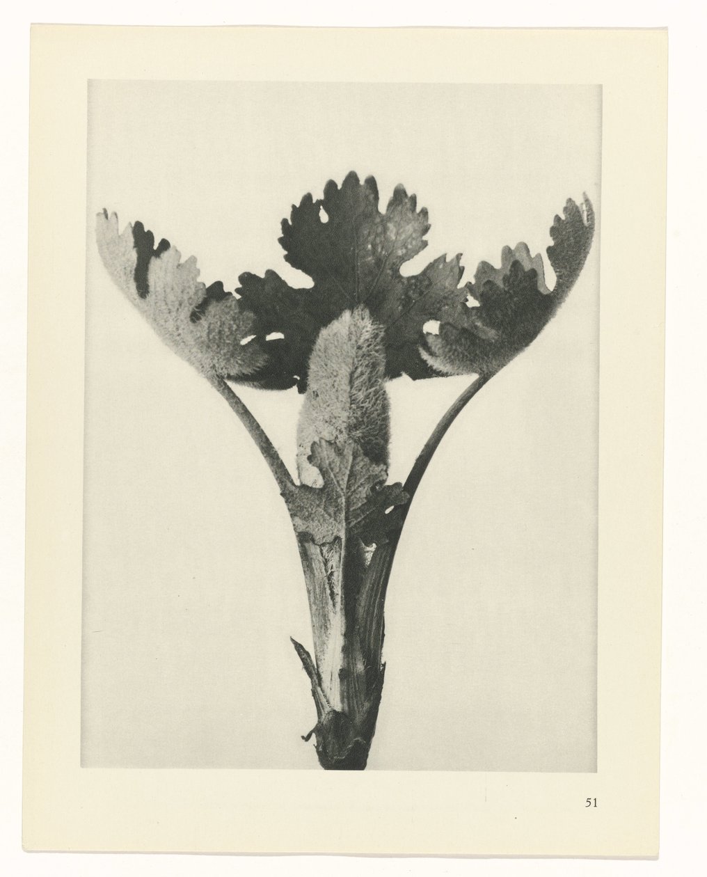 plan çalışması Sanat Arketipleri (dizi başlığı) by Karl Blossfeldt