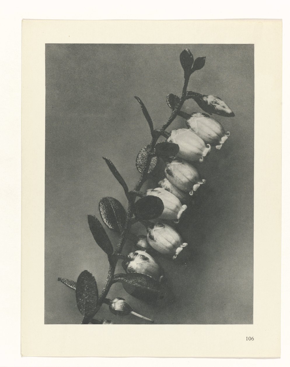 Plan çalışması Urformen der Kunst (seri başlığı) by Karl Blossfeldt