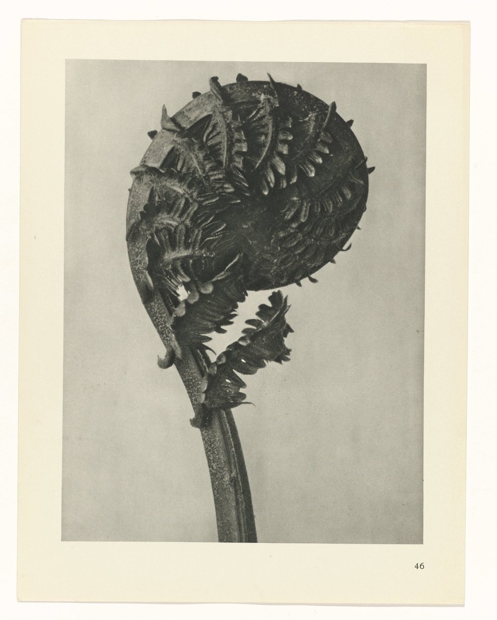 plan çalışması Sanat Arketipleri (dizi başlığı) by Karl Blossfeldt