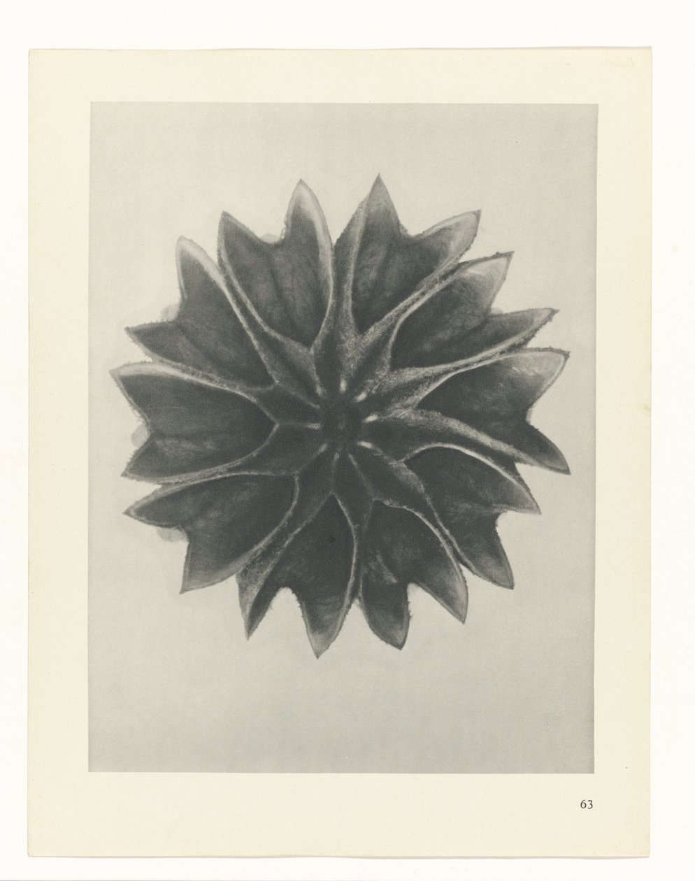 plan çalışması Sanat Arketipleri (dizi başlığı) by Karl Blossfeldt