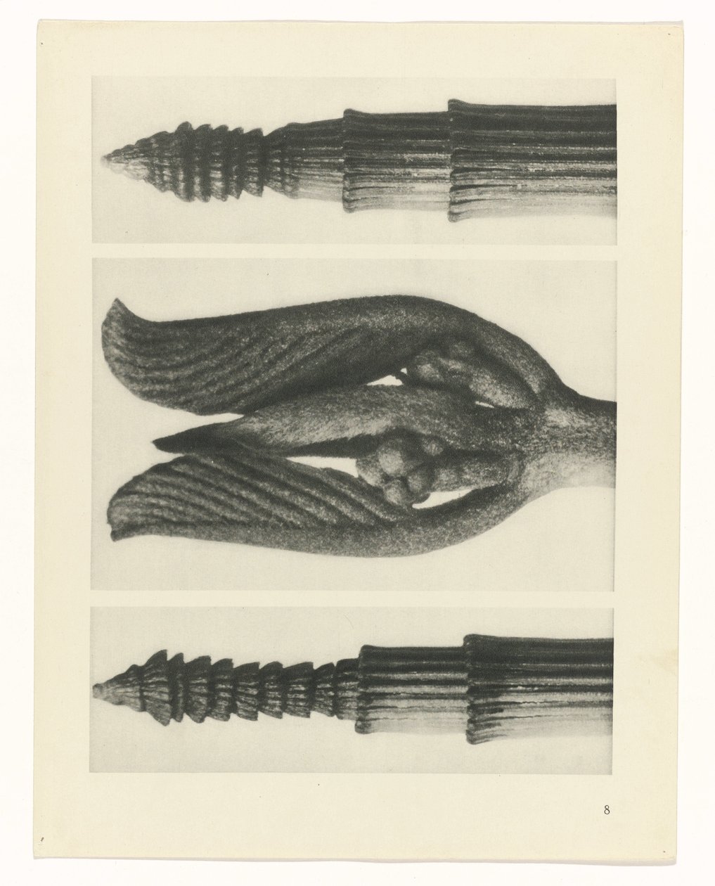 plan çalışması Sanat Arketipleri (dizi başlığı) by Karl Blossfeldt