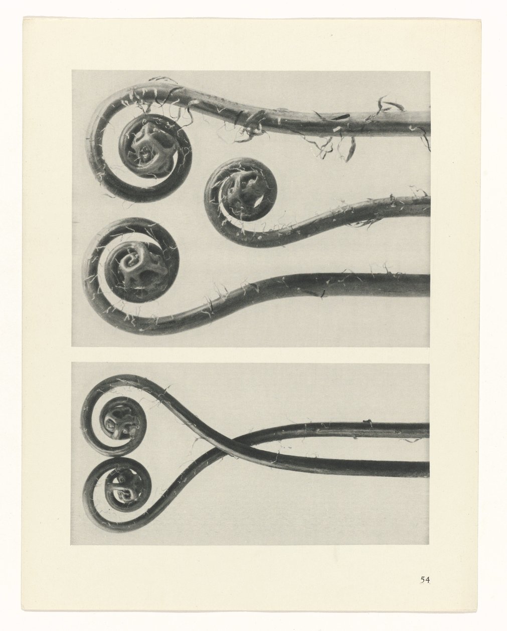 plan çalışması Sanat Arketipleri (dizi başlığı) by Karl Blossfeldt