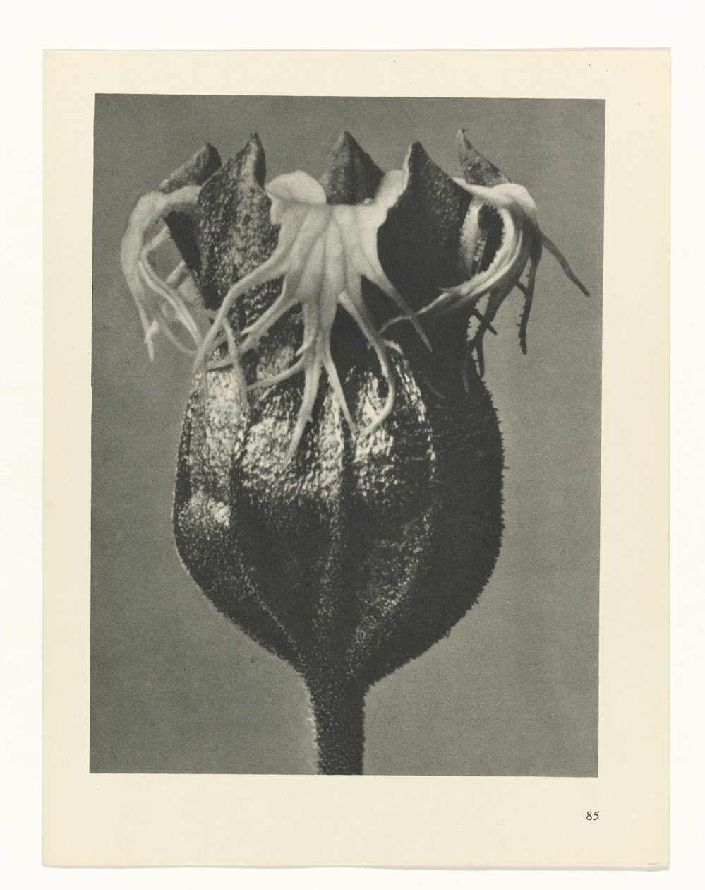 plan çalışması Sanat Arketipleri (dizi başlığı) by Karl Blossfeldt