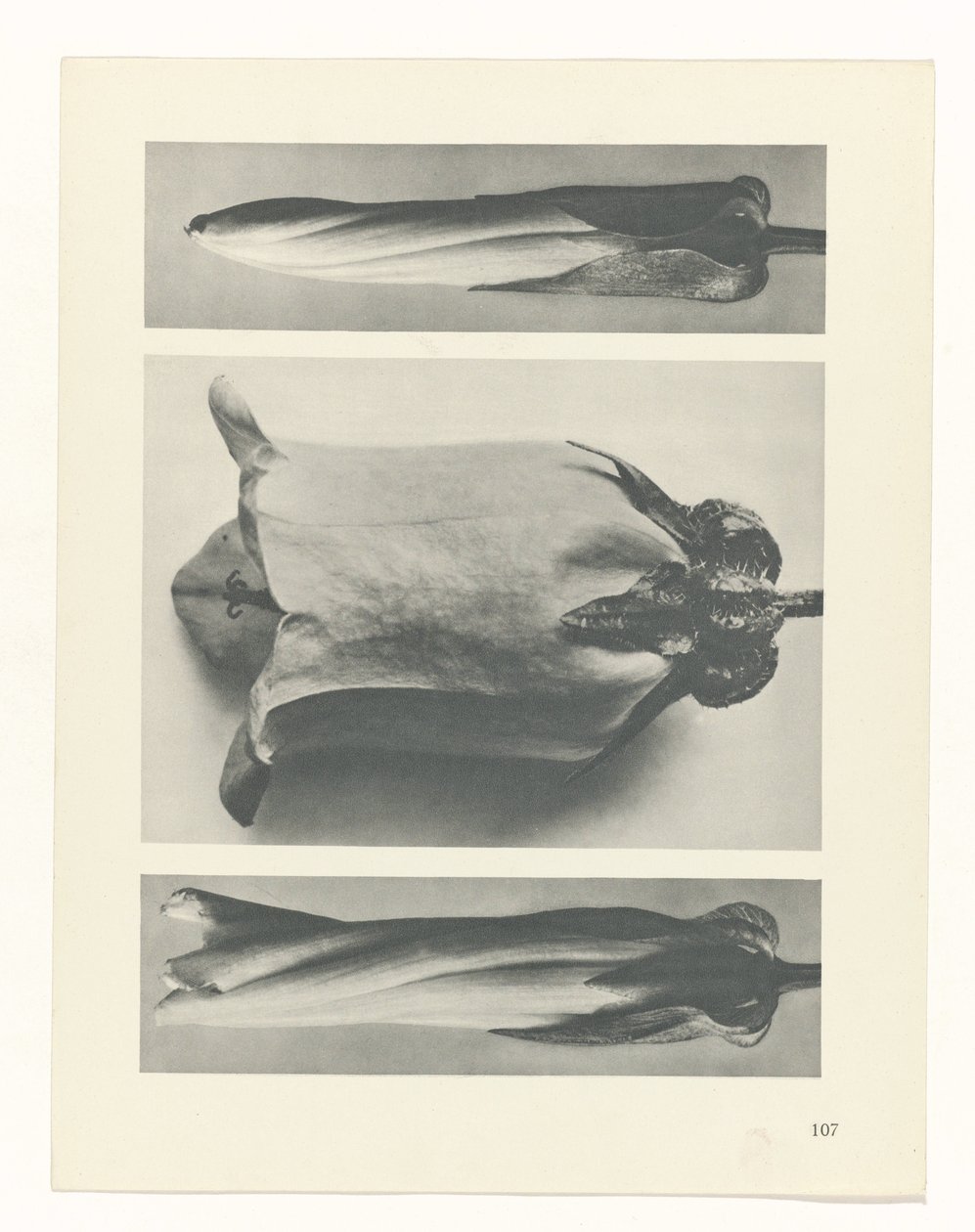 plan çalışması Sanat Arketipleri (dizi başlığı) by Karl Blossfeldt