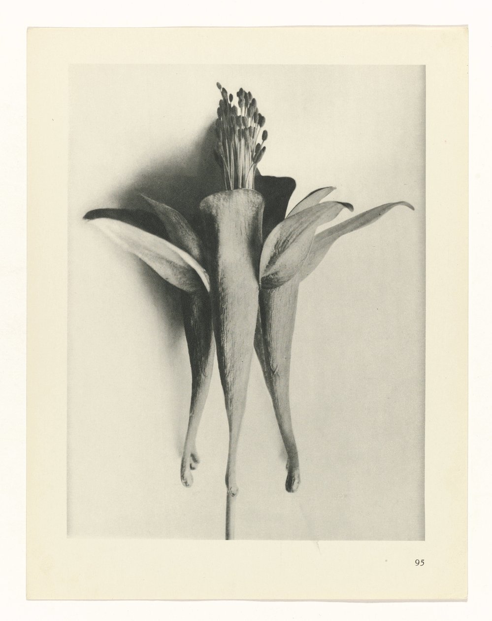plan çalışması Sanat Arketipleri (dizi başlığı) by Karl Blossfeldt