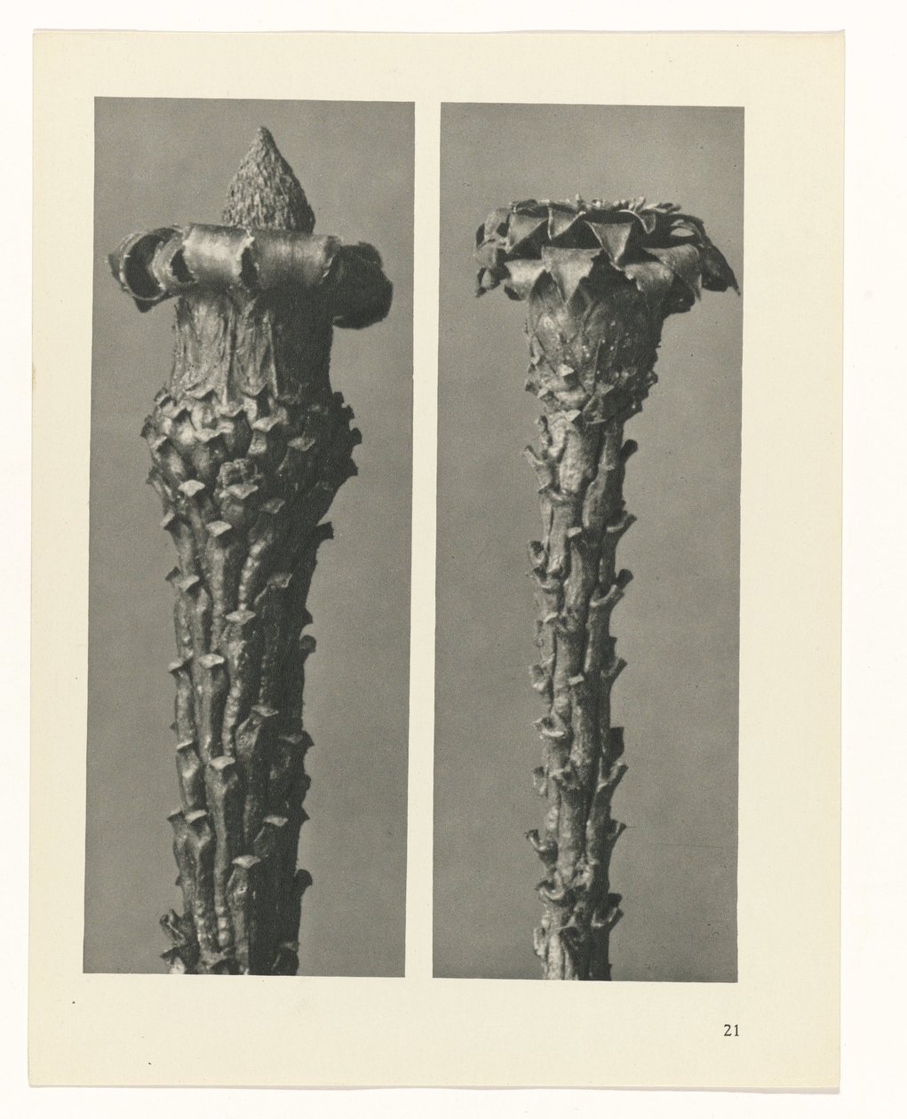 plan çalışması Sanat Arketipleri (dizi başlığı) by Karl Blossfeldt