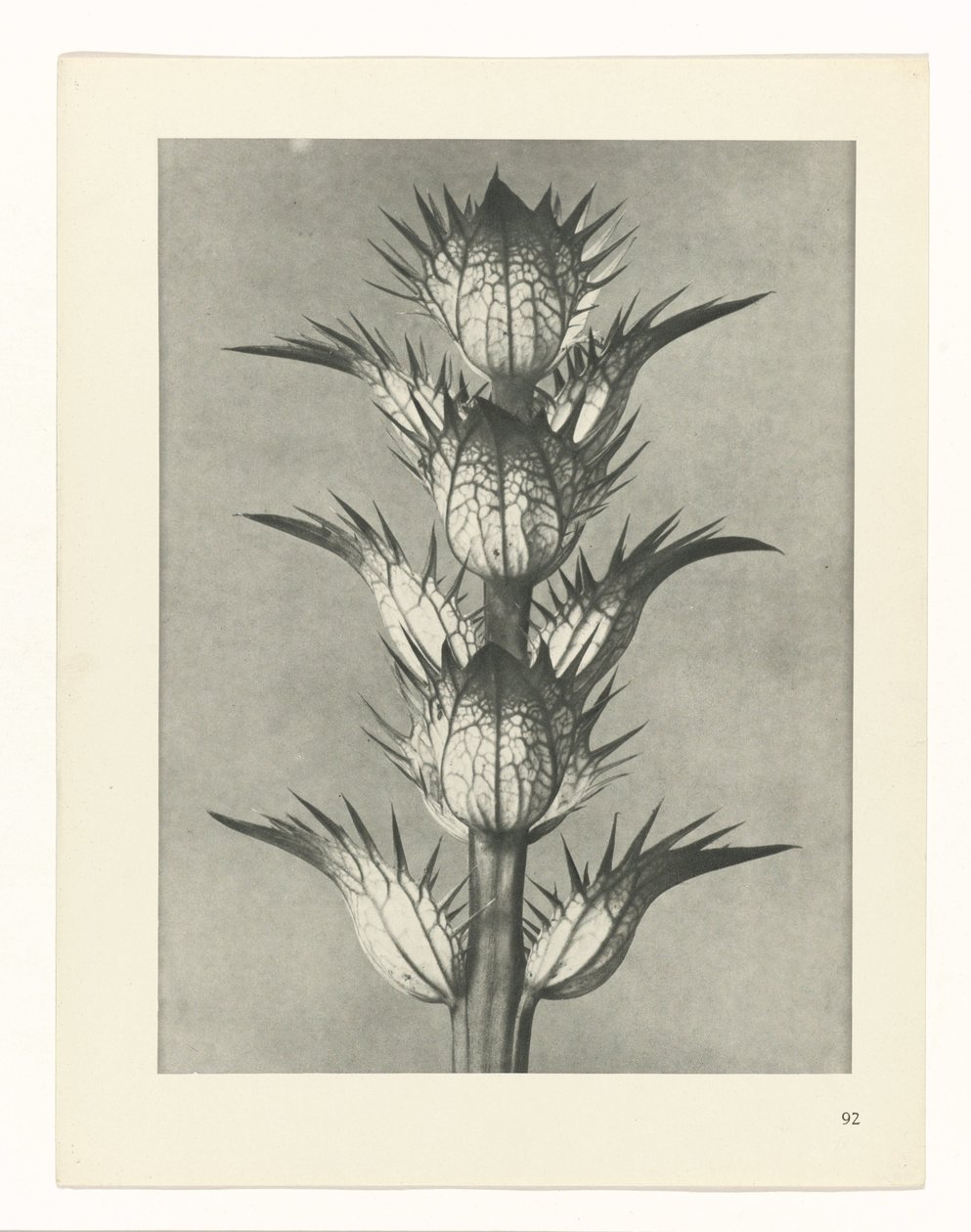 plan çalışması Sanat Arketipleri (dizi başlığı) by Karl Blossfeldt