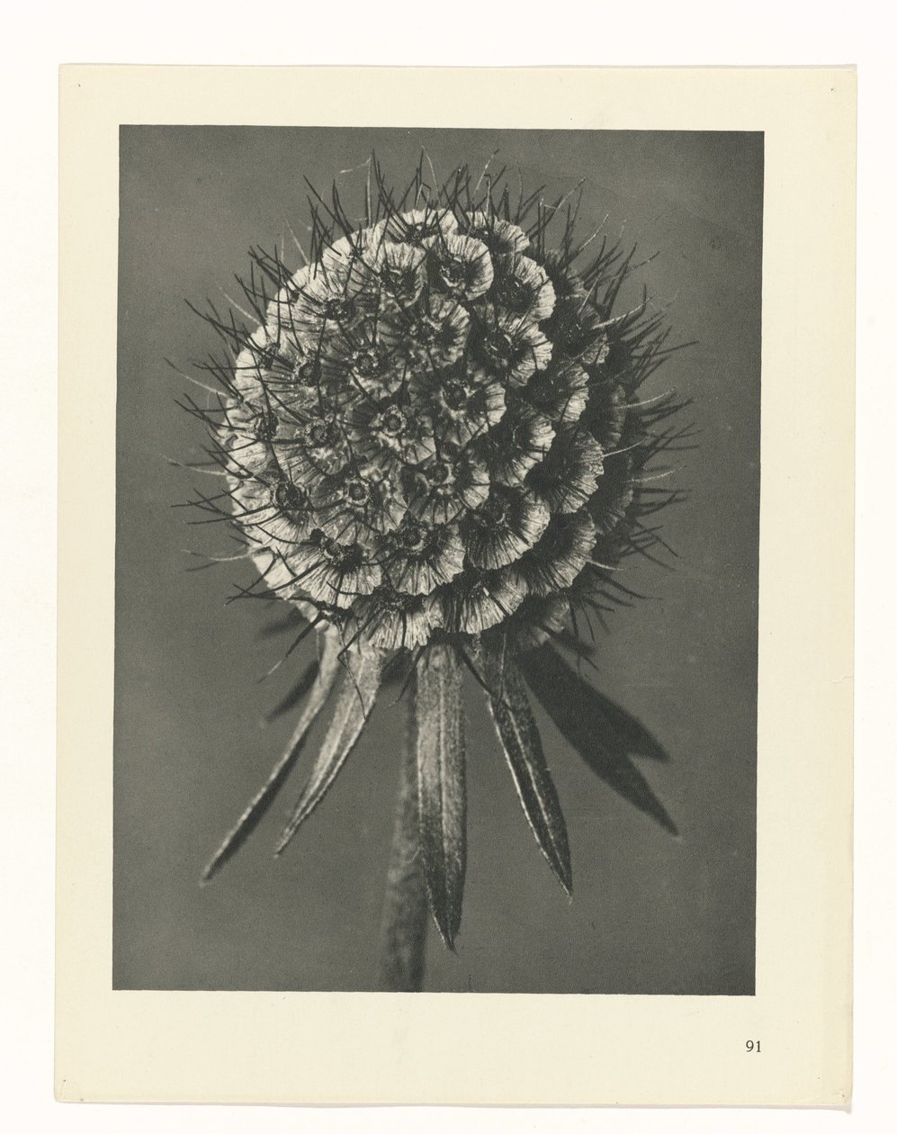 Plan çalışması Urformen der Kunst (seri başlığı) by Karl Blossfeldt