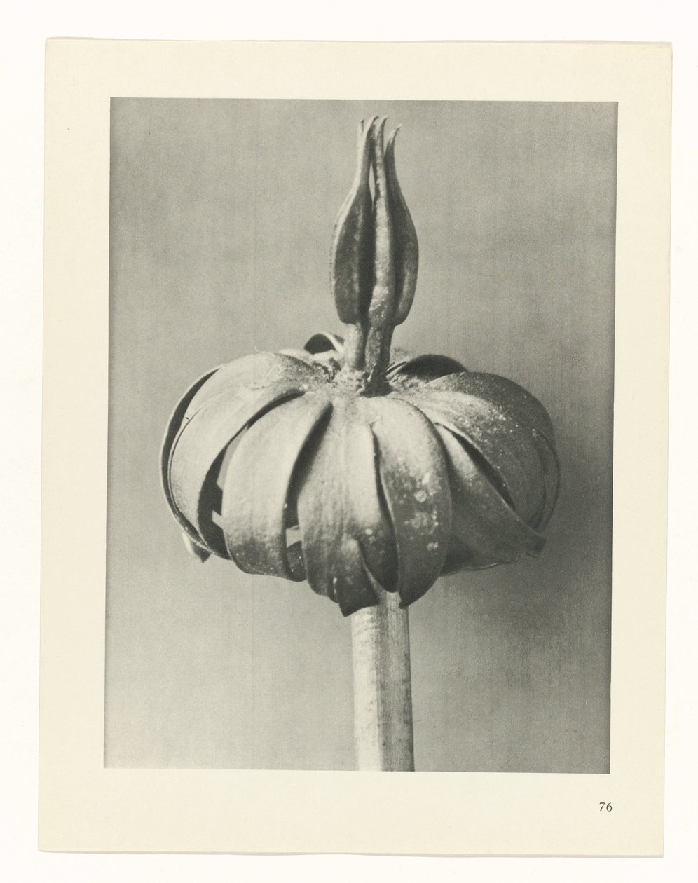 plan çalışması Sanat Arketipleri (dizi başlığı) by Karl Blossfeldt