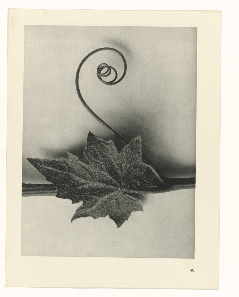 plan çalışması Sanat Arketipleri (dizi başlığı) by Karl Blossfeldt