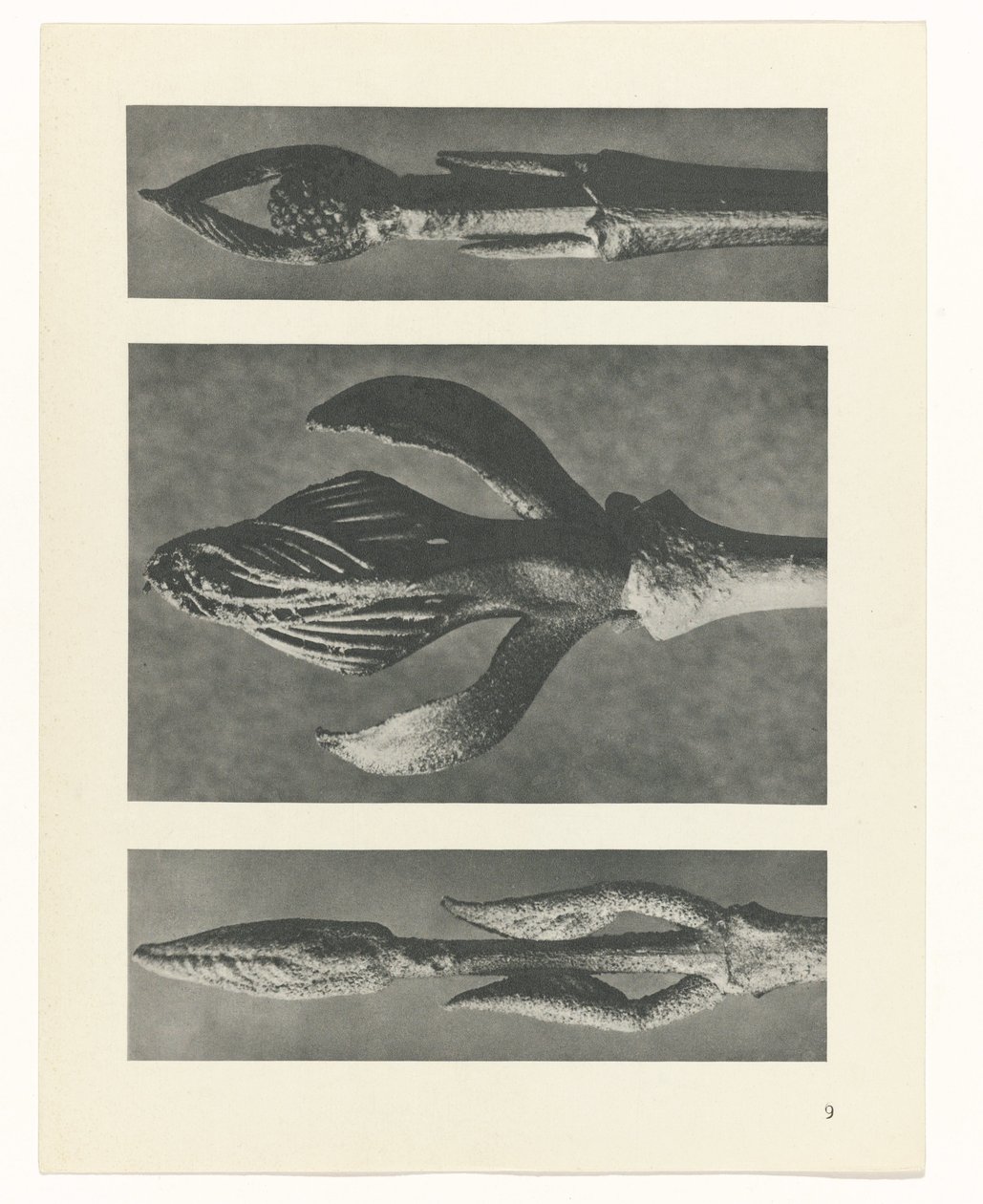plan çalışması Sanat Arketipleri (dizi başlığı) by Karl Blossfeldt