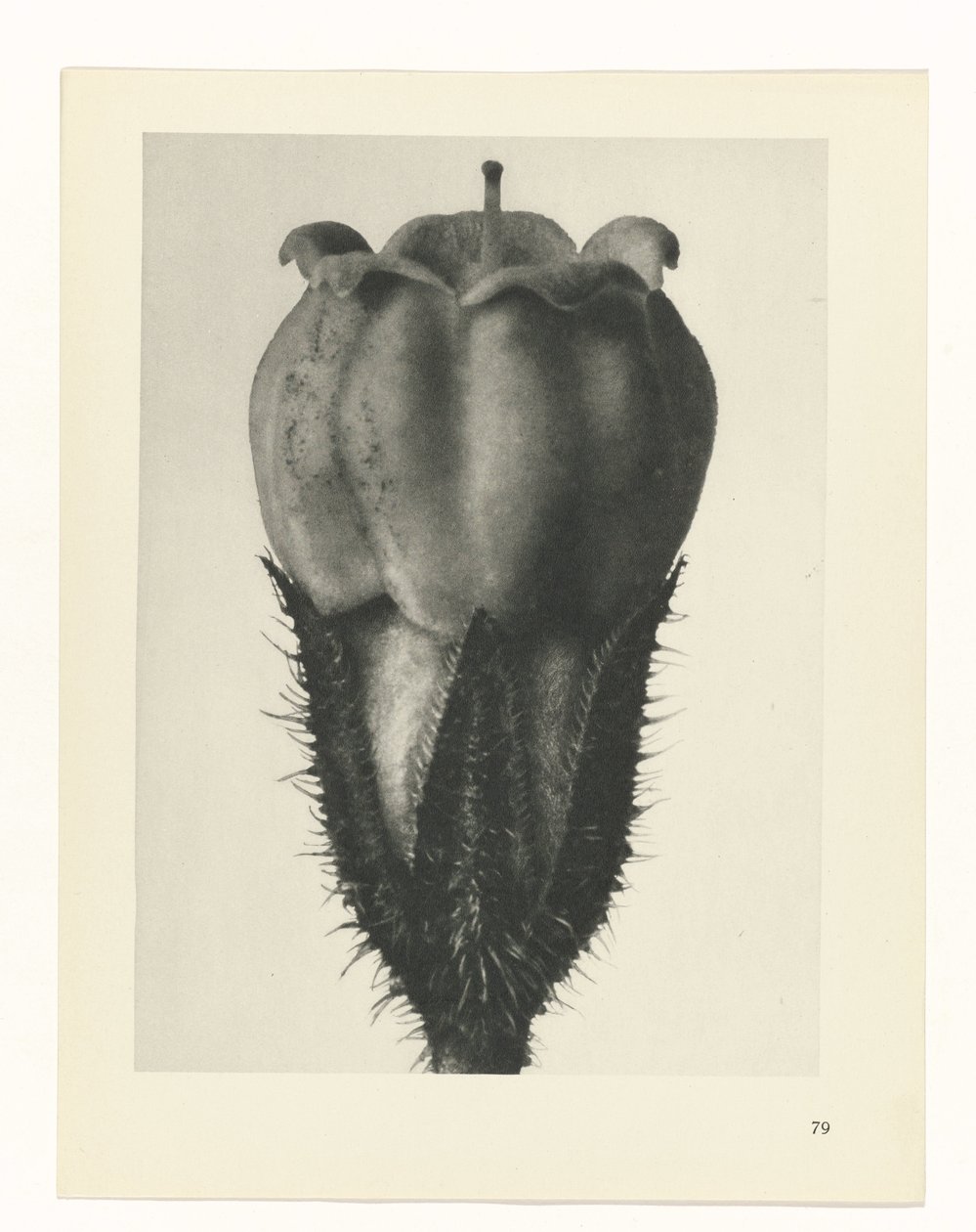 plan çalışması Sanat Arketipleri (dizi başlığı) by Karl Blossfeldt
