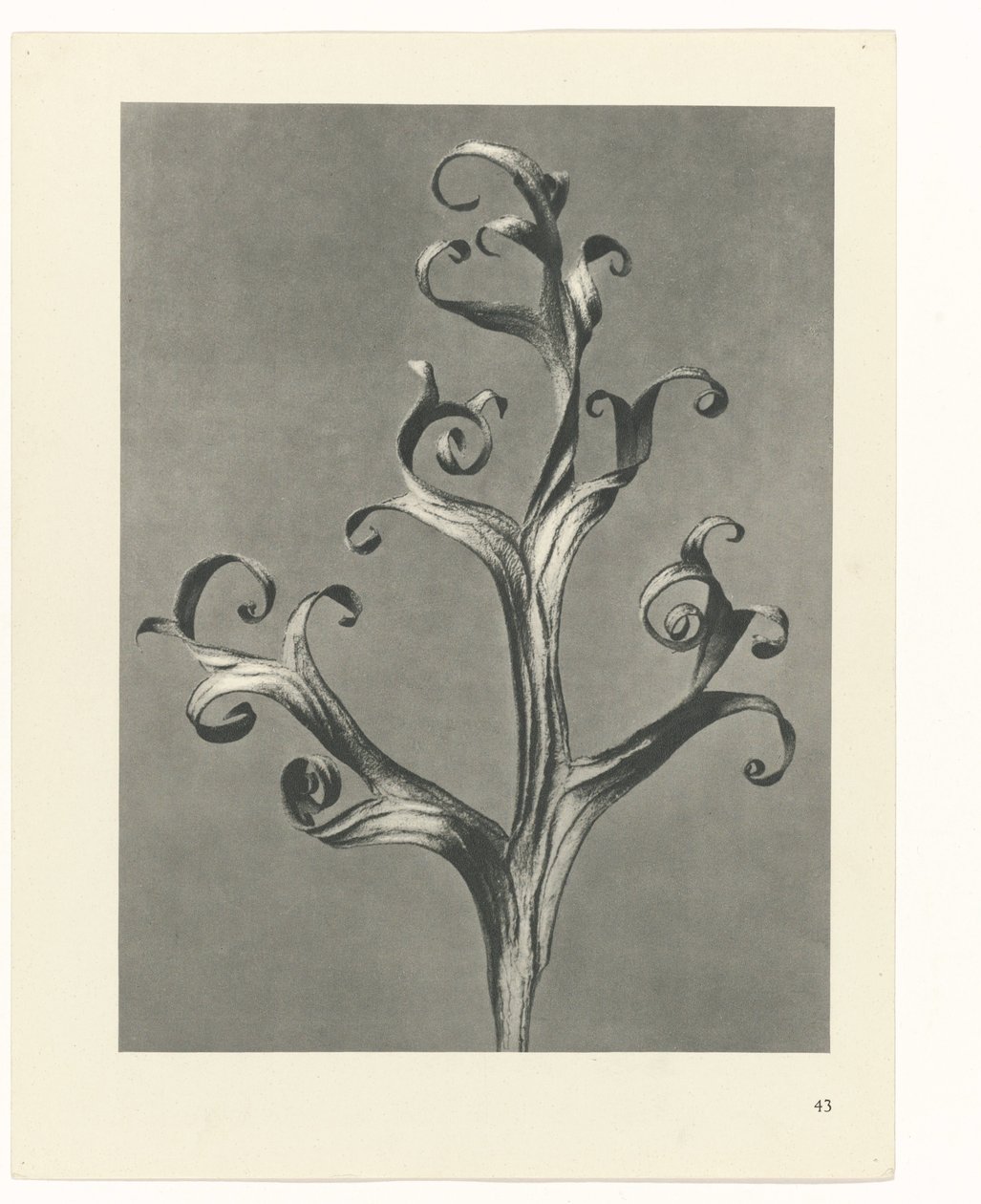 plan çalışması Sanat Arketipleri (dizi başlığı) by Karl Blossfeldt