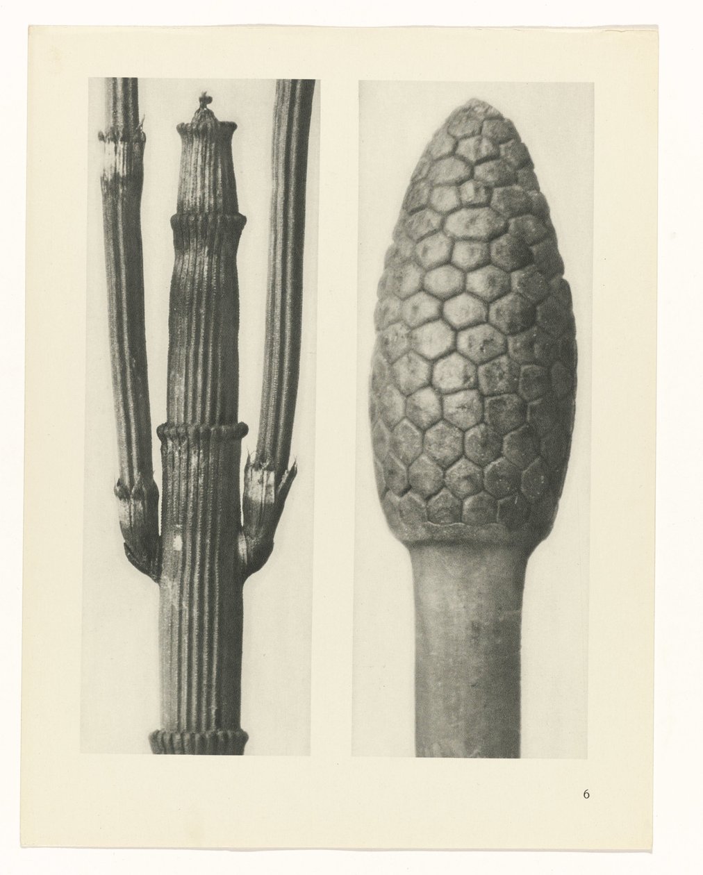 plan çalışması Sanat Arketipleri (dizi başlığı) by Karl Blossfeldt
