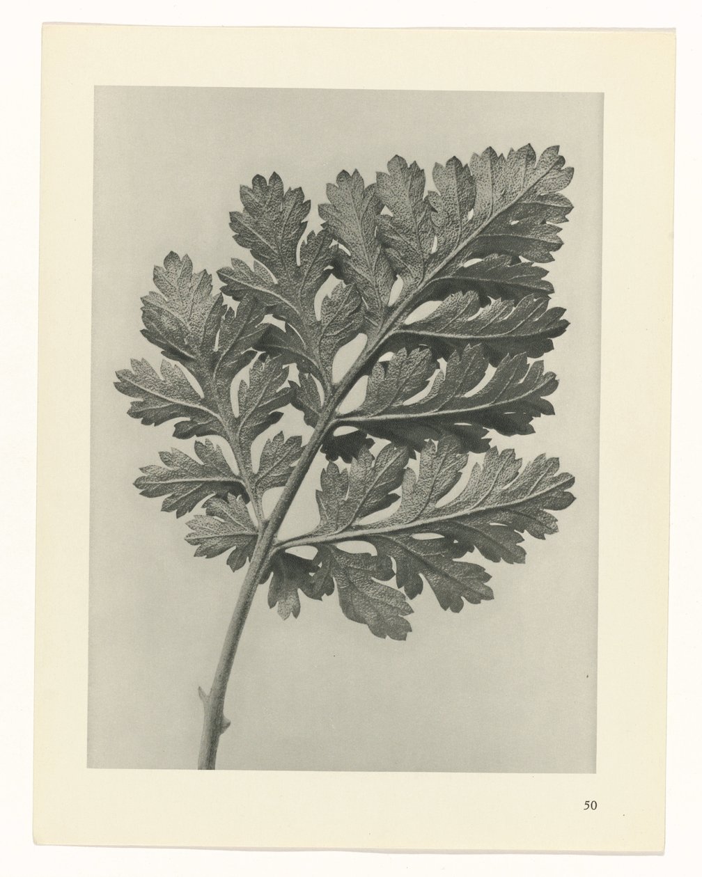 plan çalışması Sanat Arketipleri (dizi başlığı) by Karl Blossfeldt