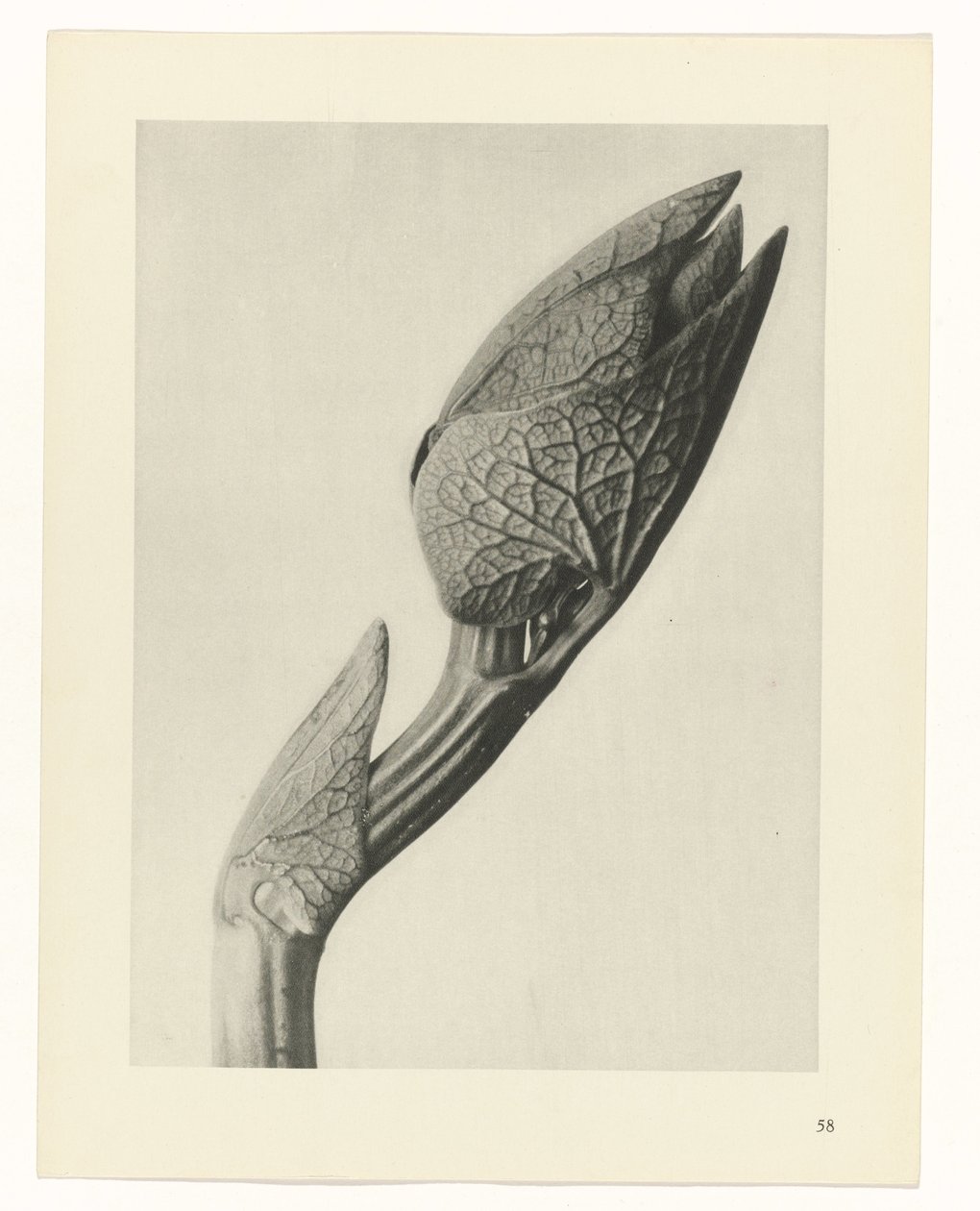 plan çalışması Sanat Arketipleri (dizi başlığı) by Karl Blossfeldt