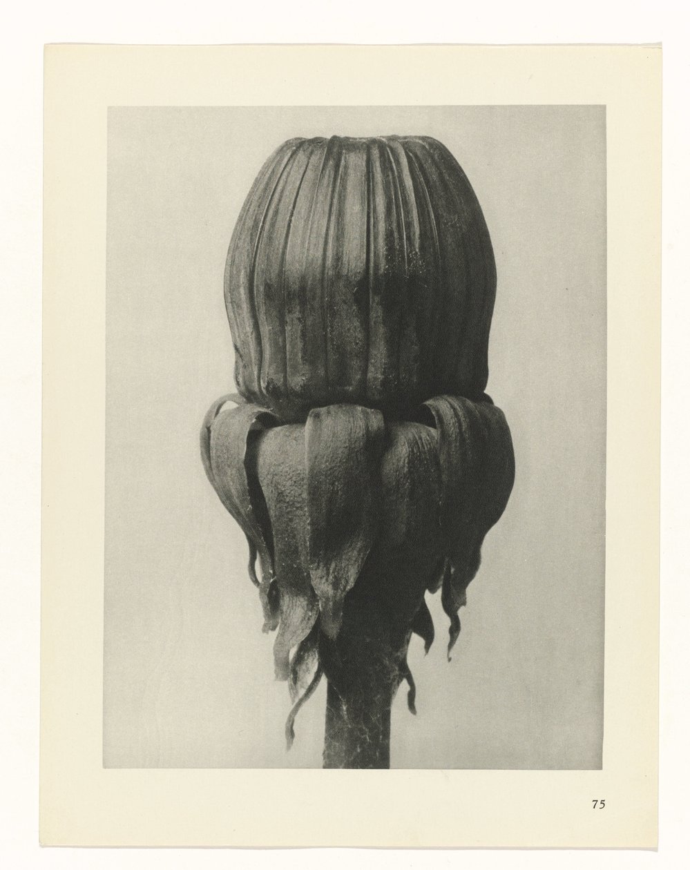 plan çalışması Sanat Arketipleri (dizi başlığı) by Karl Blossfeldt