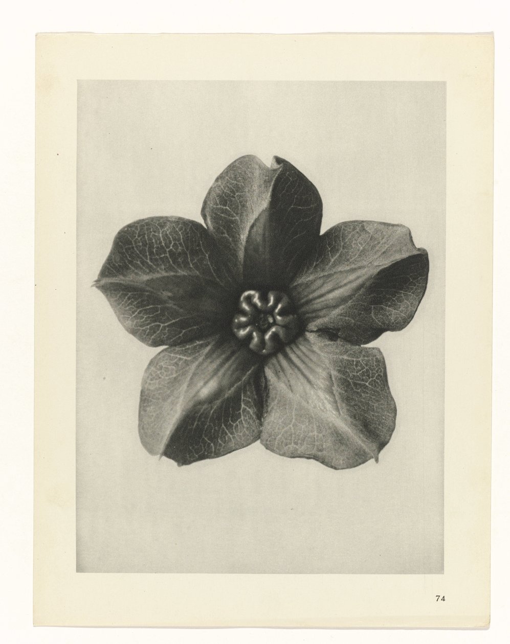 plan çalışması Sanat Arketipleri (dizi başlığı) by Karl Blossfeldt