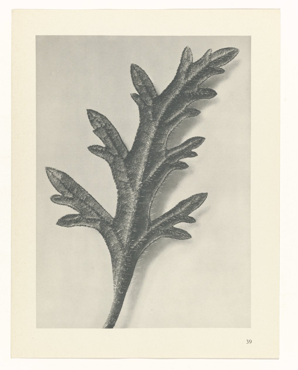 plan çalışması Sanat Arketipleri (dizi başlığı) by Karl Blossfeldt