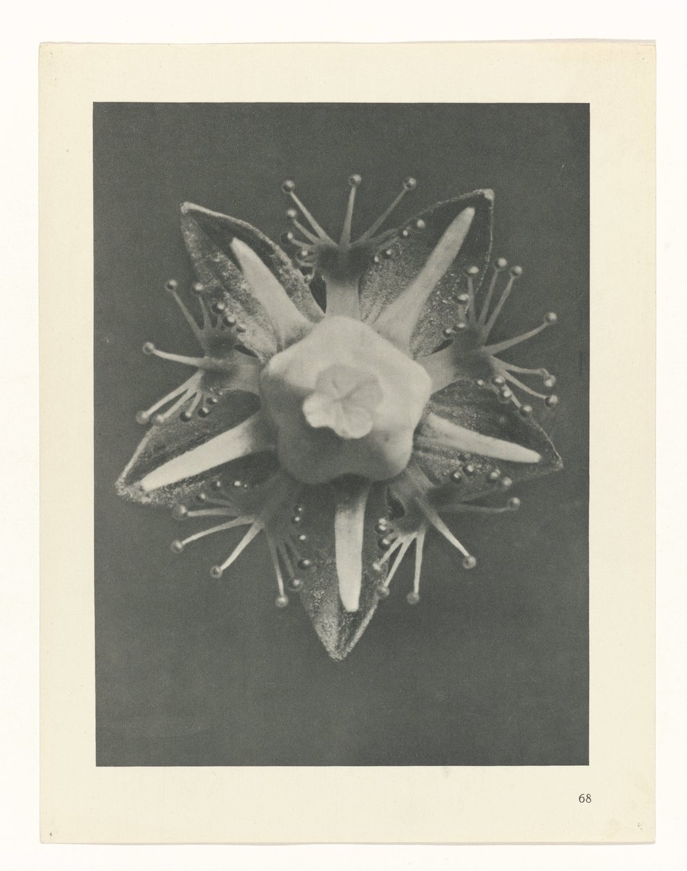 plan çalışması Sanat Arketipleri (dizi başlığı) by Karl Blossfeldt