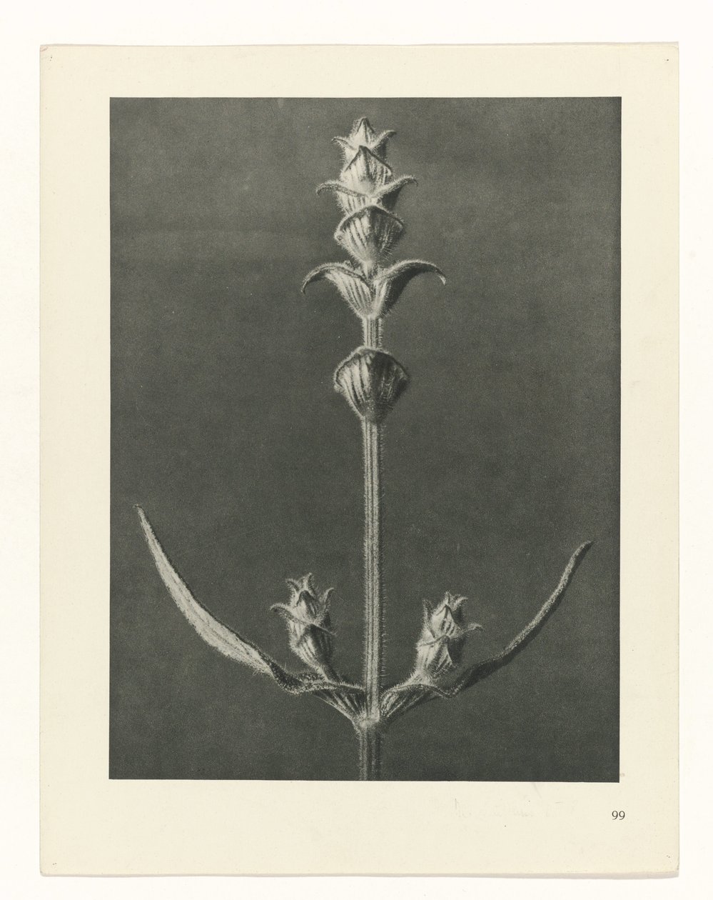 plan çalışması Sanat Arketipleri (dizi başlığı) by Karl Blossfeldt