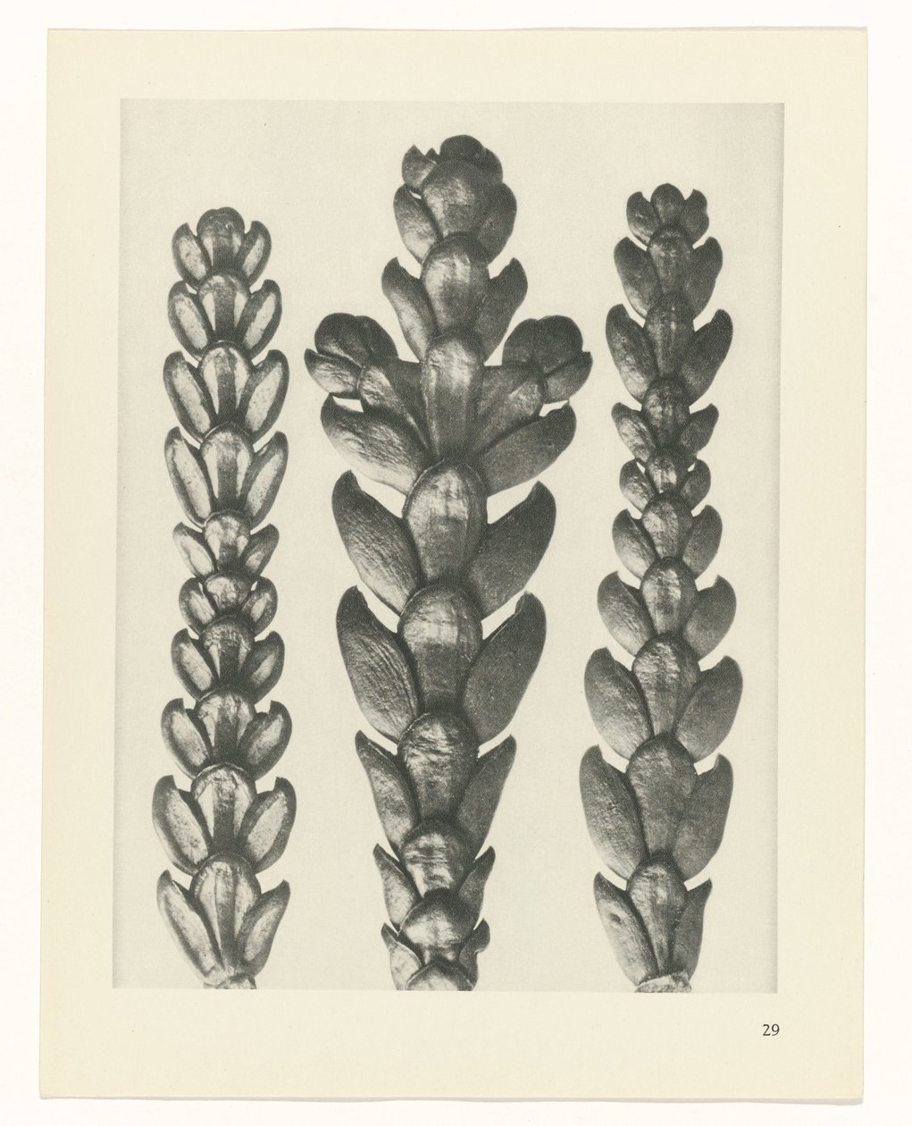 plan çalışması Sanat Arketipleri (dizi başlığı) by Karl Blossfeldt