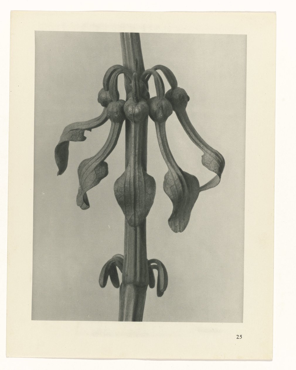 Sanat arketiplerini planlayın (dizi başlığı) by Karl Blossfeldt