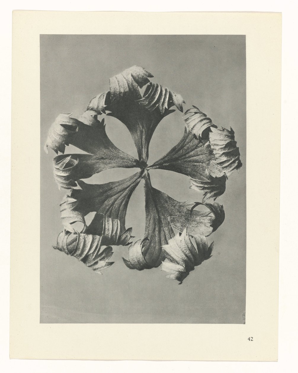 plan çalışması Sanat Arketipleri (dizi başlığı) by Karl Blossfeldt