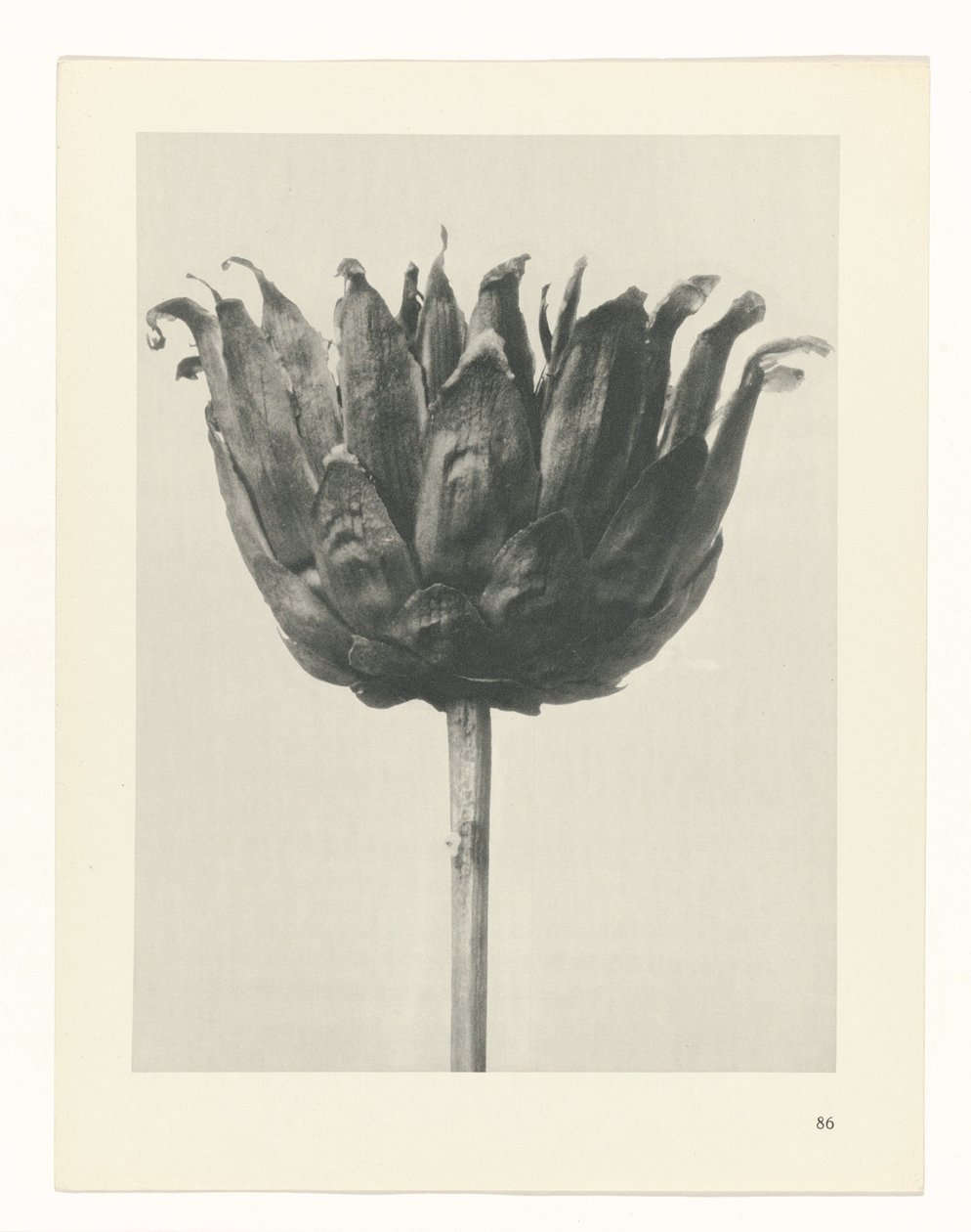 plan çalışması Sanat Arketipleri (dizi başlığı) by Karl Blossfeldt