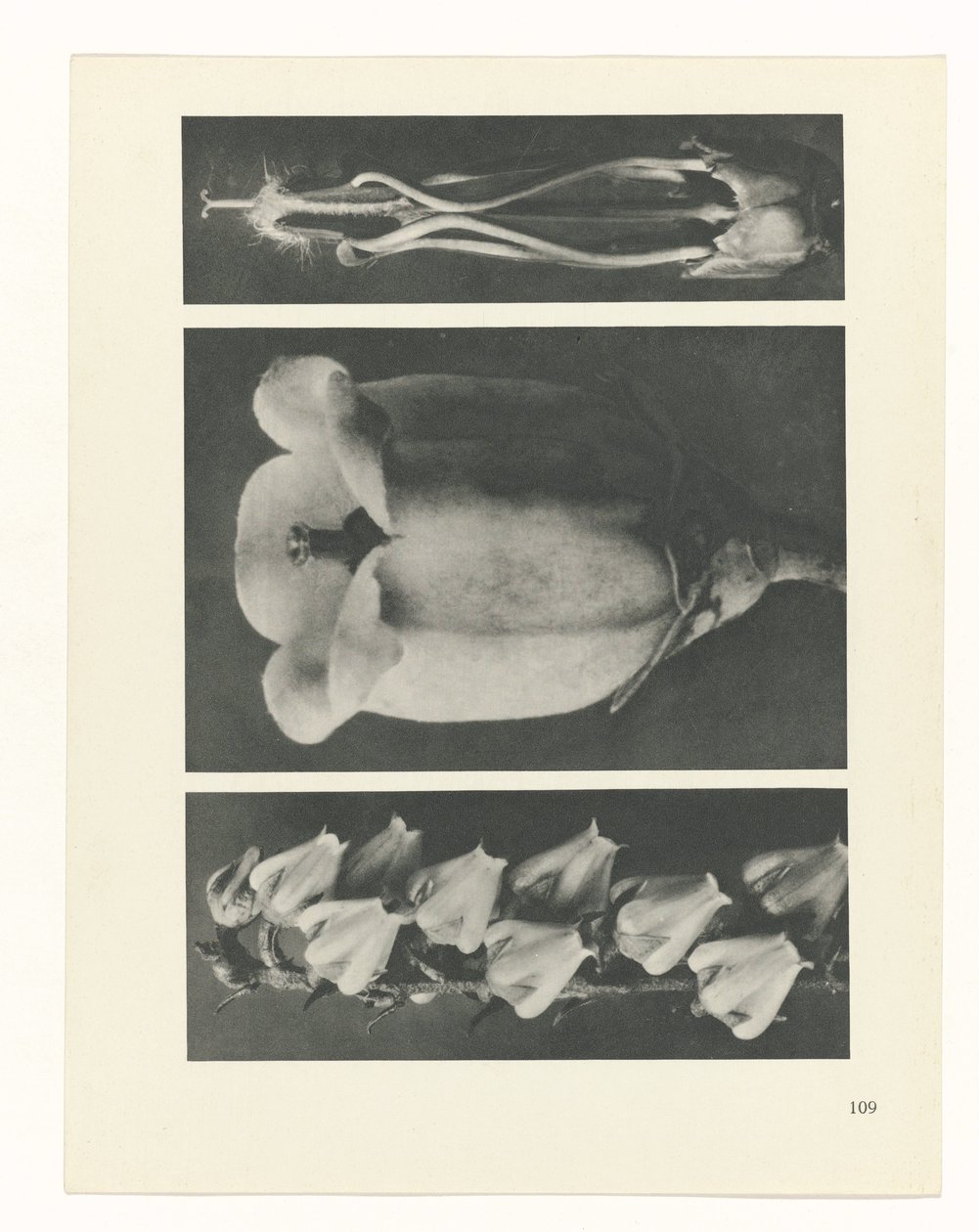 plan çalışması Sanat Arketipleri (dizi başlığı) by Karl Blossfeldt