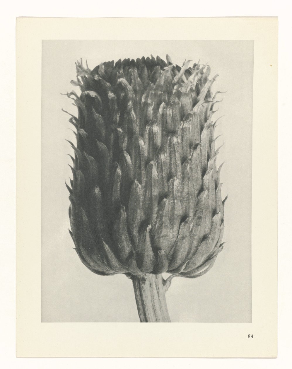 plan çalışması Sanat Arketipleri (dizi başlığı) by Karl Blossfeldt