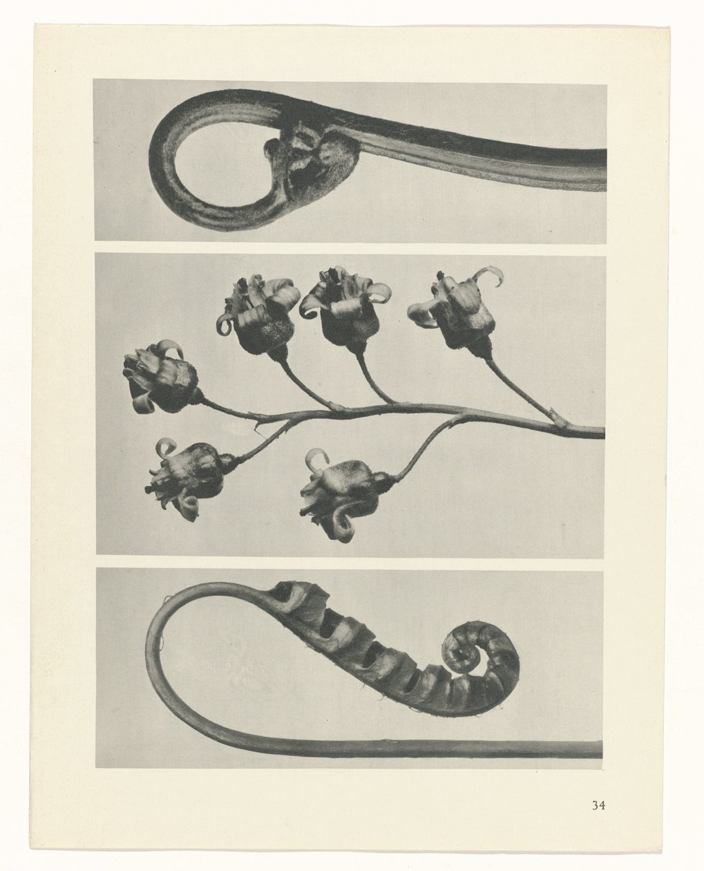 plan çalışması Sanat Arketipleri (dizi başlığı) by Karl Blossfeldt